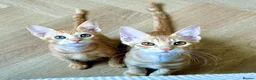 Arabian Mau cats for adoption: Two Male Rescue Kittens for Adoption Together in Carshalton - Advert 4