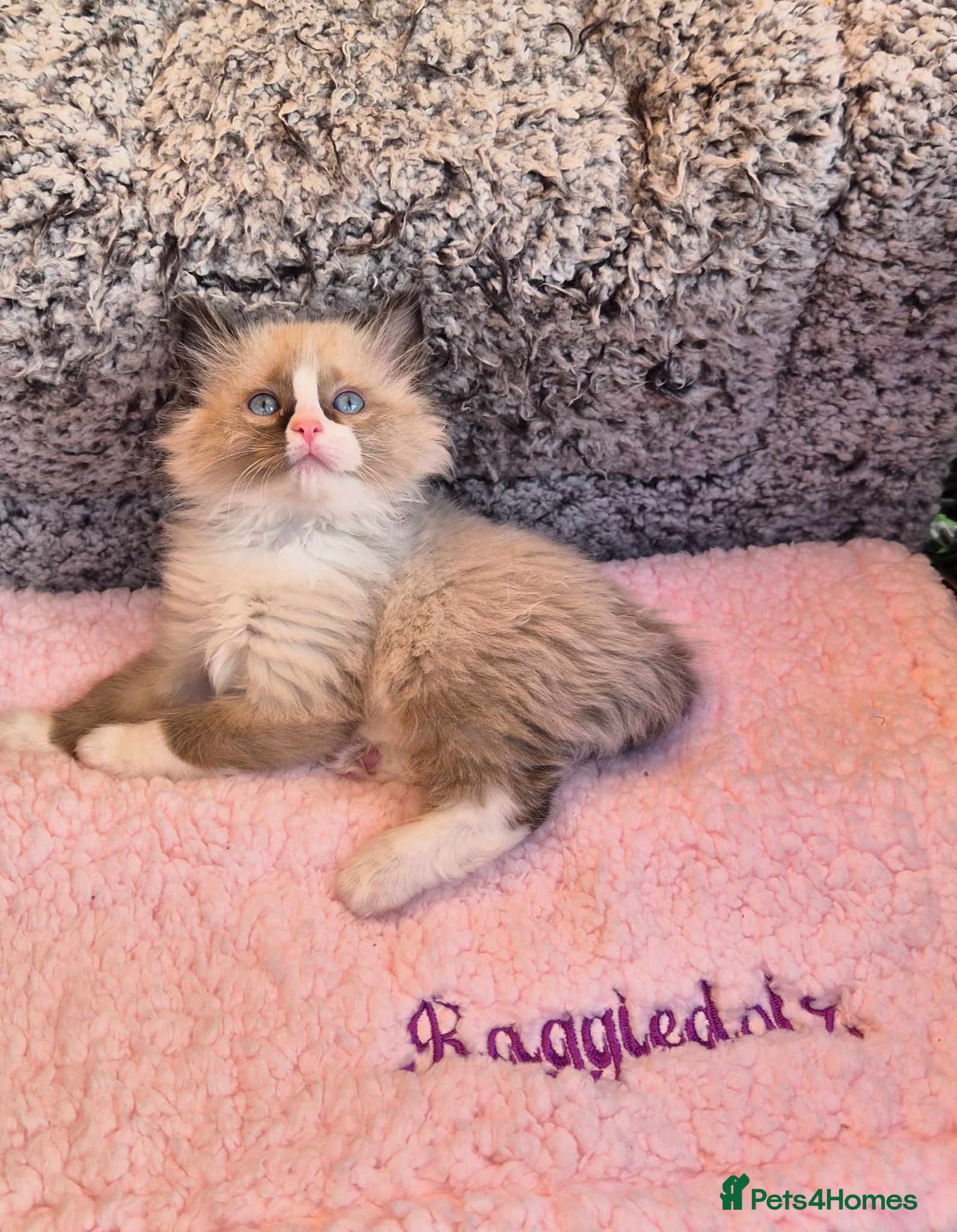 Ragdoll cats GCCF Registered Ragdoll Kittens  - Advert 13