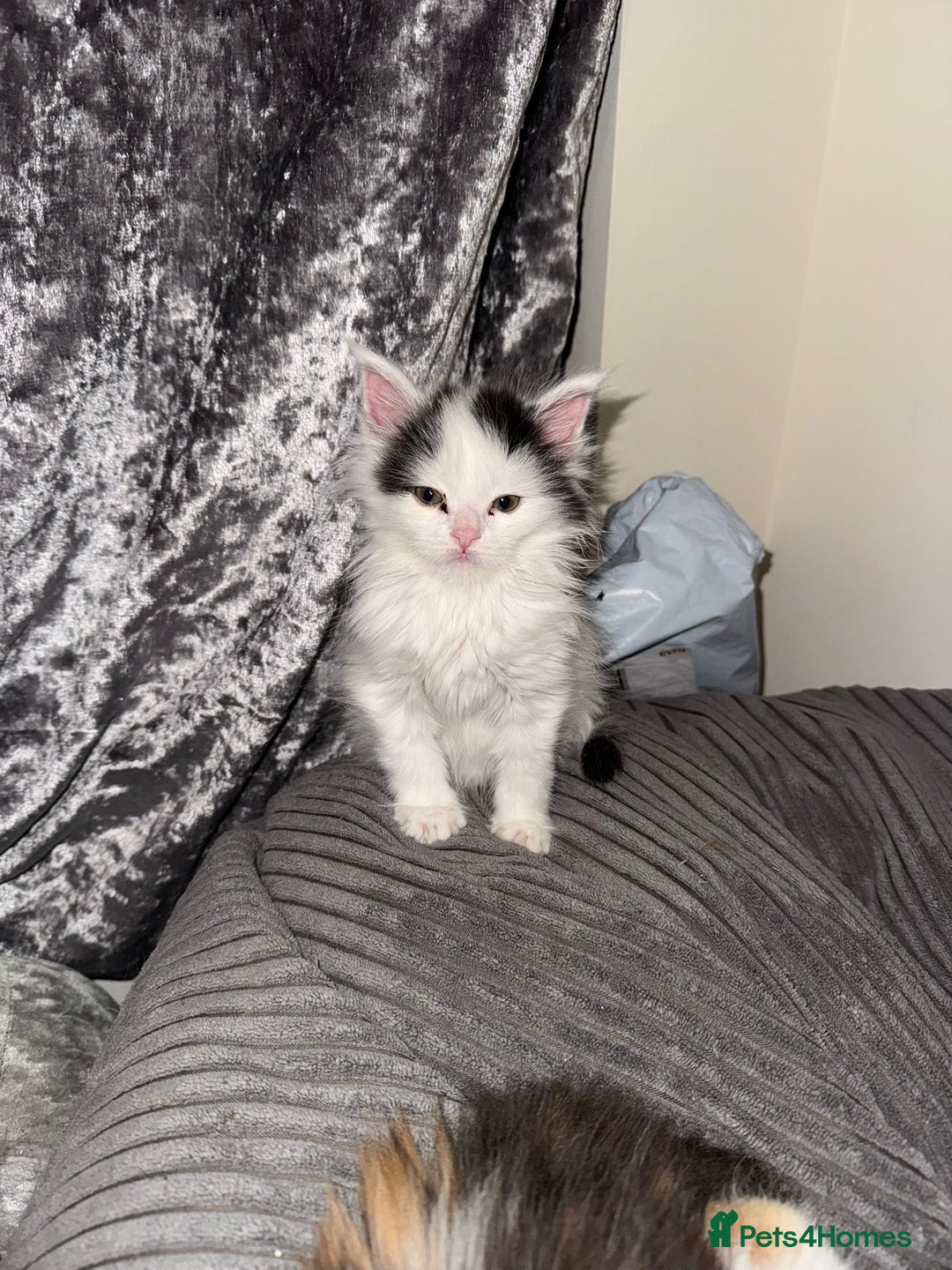 Maine Coon cats for sale: Adorable Maine coon kittens - Advert 12