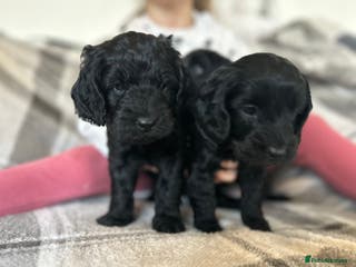 Cockapoo dogs Very friendly home reared Cockapoo puppy’s - Advert 18