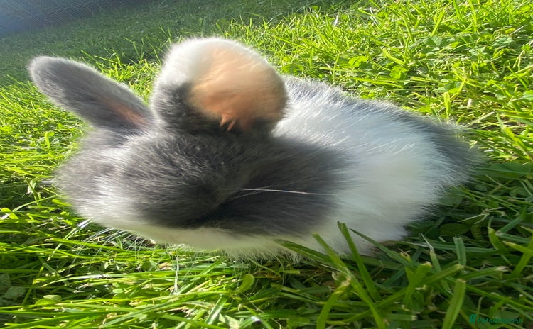 Mini Lop rabbits - Advert 16