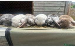 French Lop rabbits for sale: Last little girl looking for a forever home 💗 - Image 9