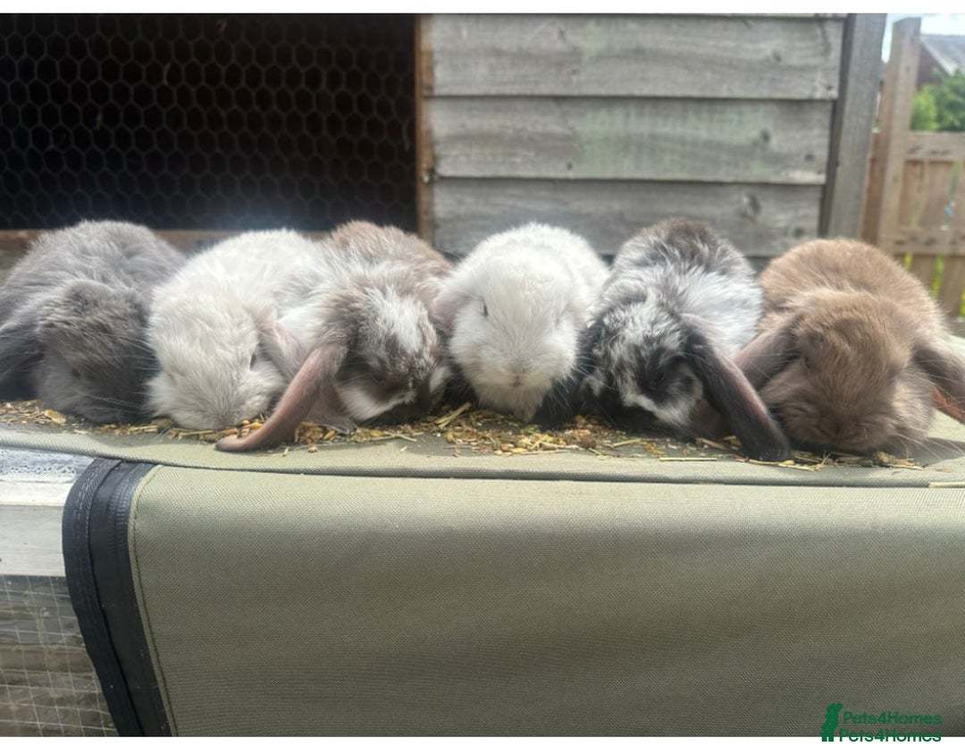 French Lop rabbits for sale: Last little girl looking for a forever home 💗 - Image 9
