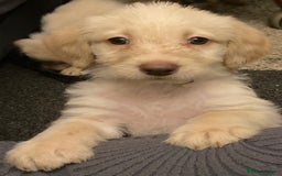 Labradoodle dogs for sale: Beautiful labradoodles - Advert 5