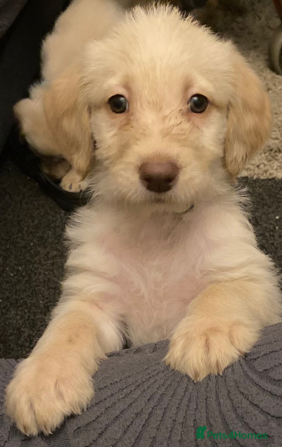 Labradoodle dogs for sale: Beautiful labradoodles - Advert 5