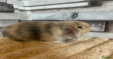 Mini Lop rabbits - Advert 8