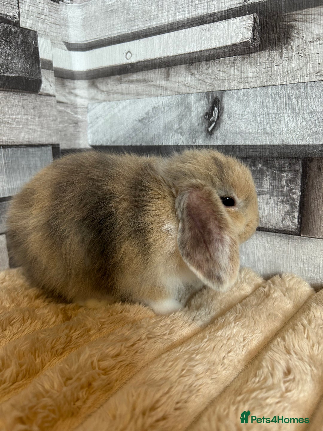 Mini Lop rabbits for sale: ⭐️Pure Breed Holland lops⭐️ - Image 3