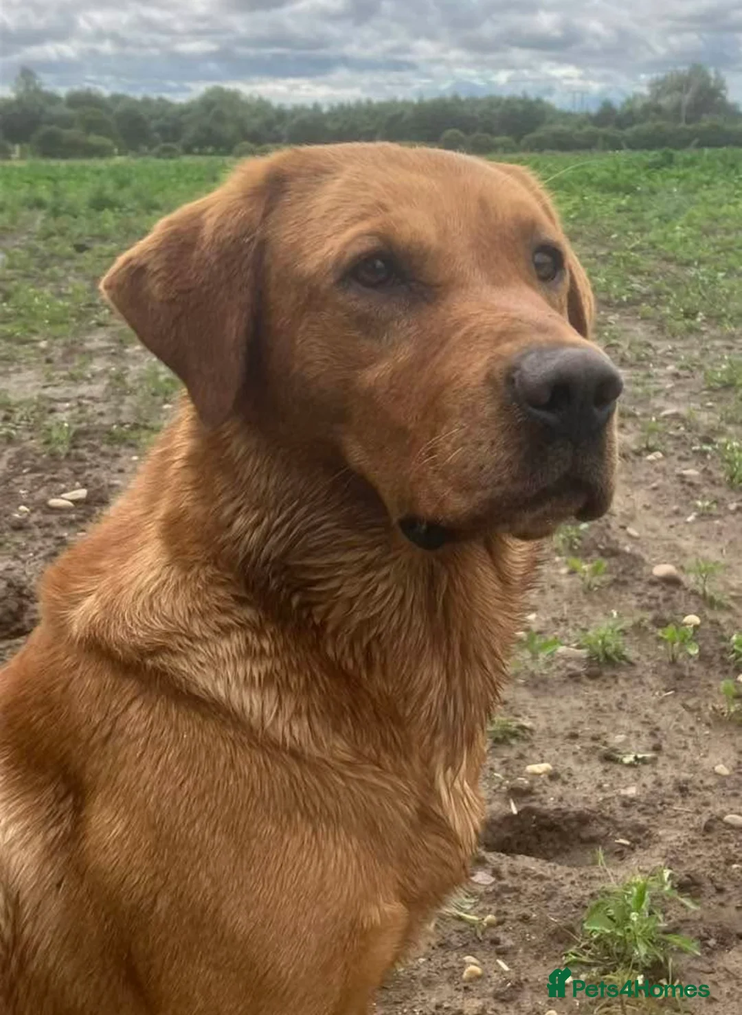 Labrador Retriever dogs for sale: Working Yellow And Red Labrador puppy’s! - Advert 10