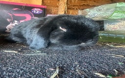Mini Lop rabbits for sale: 2 female mini lops - Image 4