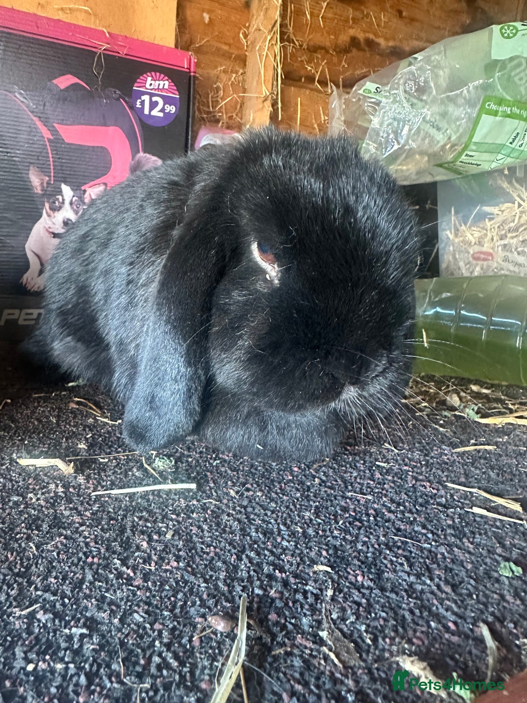 Mini Lop rabbits for sale: 2 female mini lops - Image 4