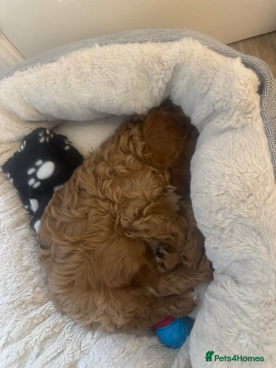 Cavapoo dogs for sale: Cavappo puppy for sale in Liverpool - Advert 5