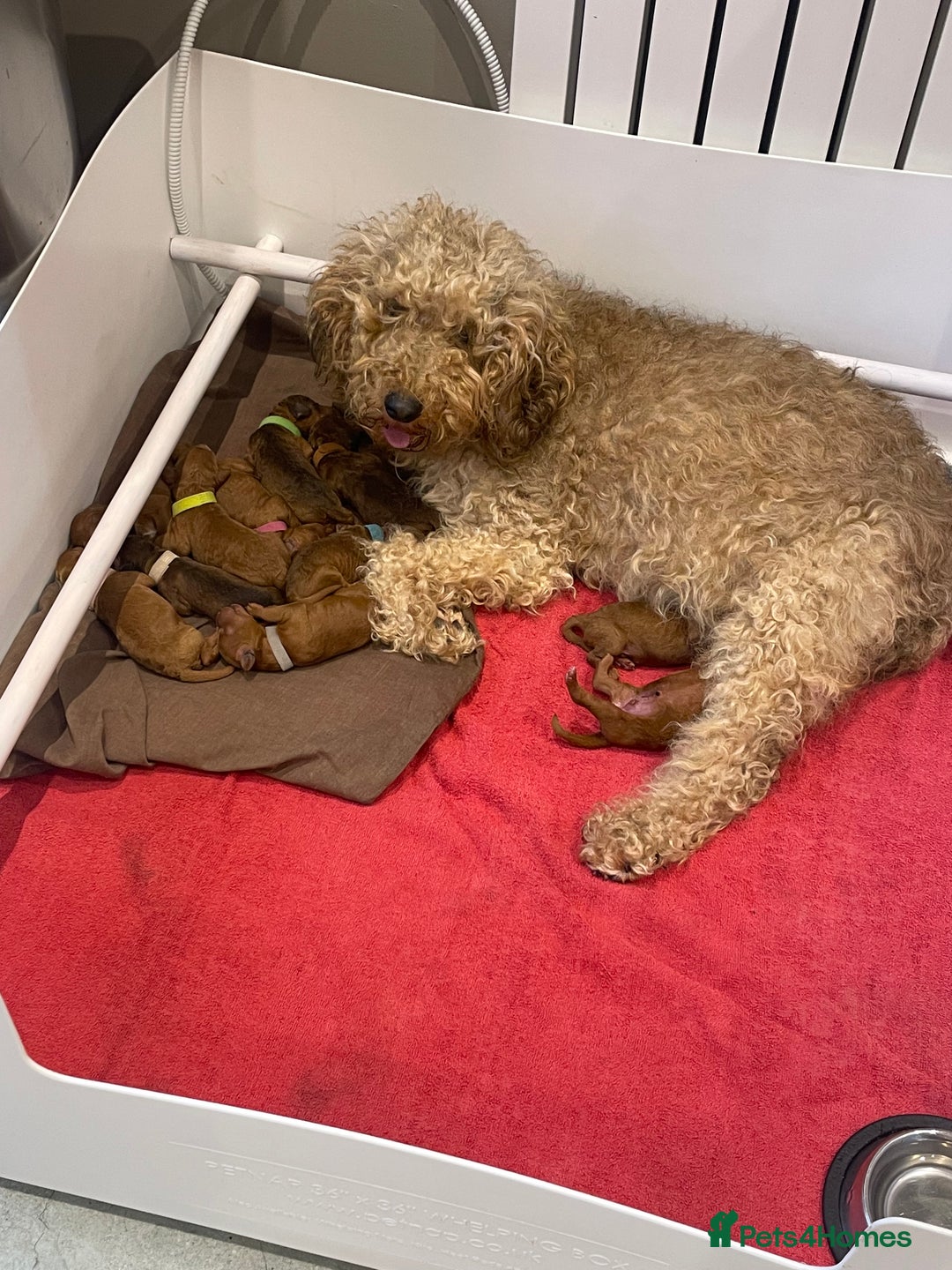 Cockapoo dogs for sale: Gorgeous F2B Cockapoos - Image 14