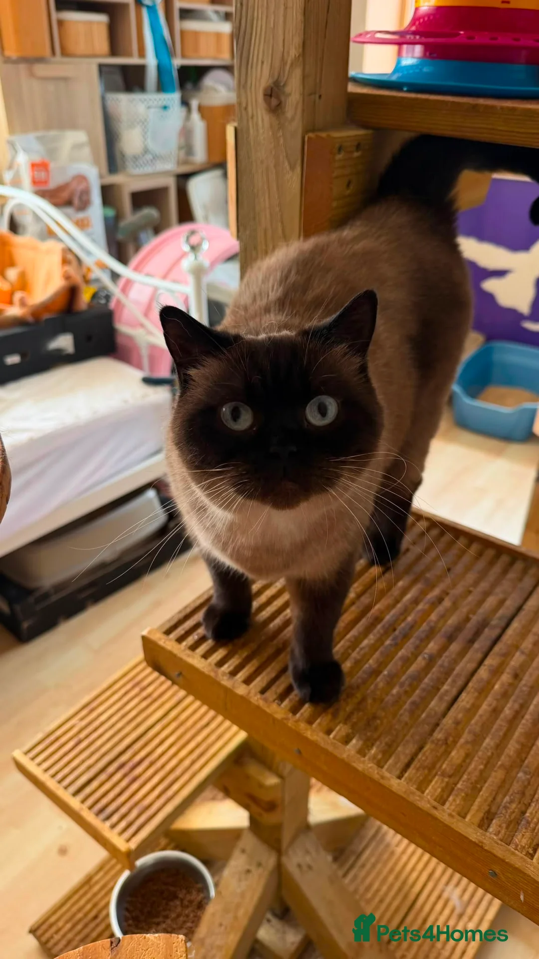 British Shorthair cats for sale: Beautiful colour point looking for forever home  - Advert 2