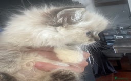 Ragdoll cats for sale: Champion bloodlines Ready for their loving homes - Image 25