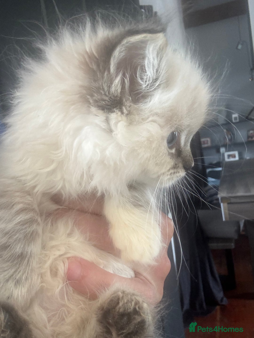 Ragdoll cats for sale: Champion bloodlines Ready for their loving homes - Image 25