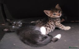 Mixed Breed cats for sale: Beautiful farm kittens  - Image 12