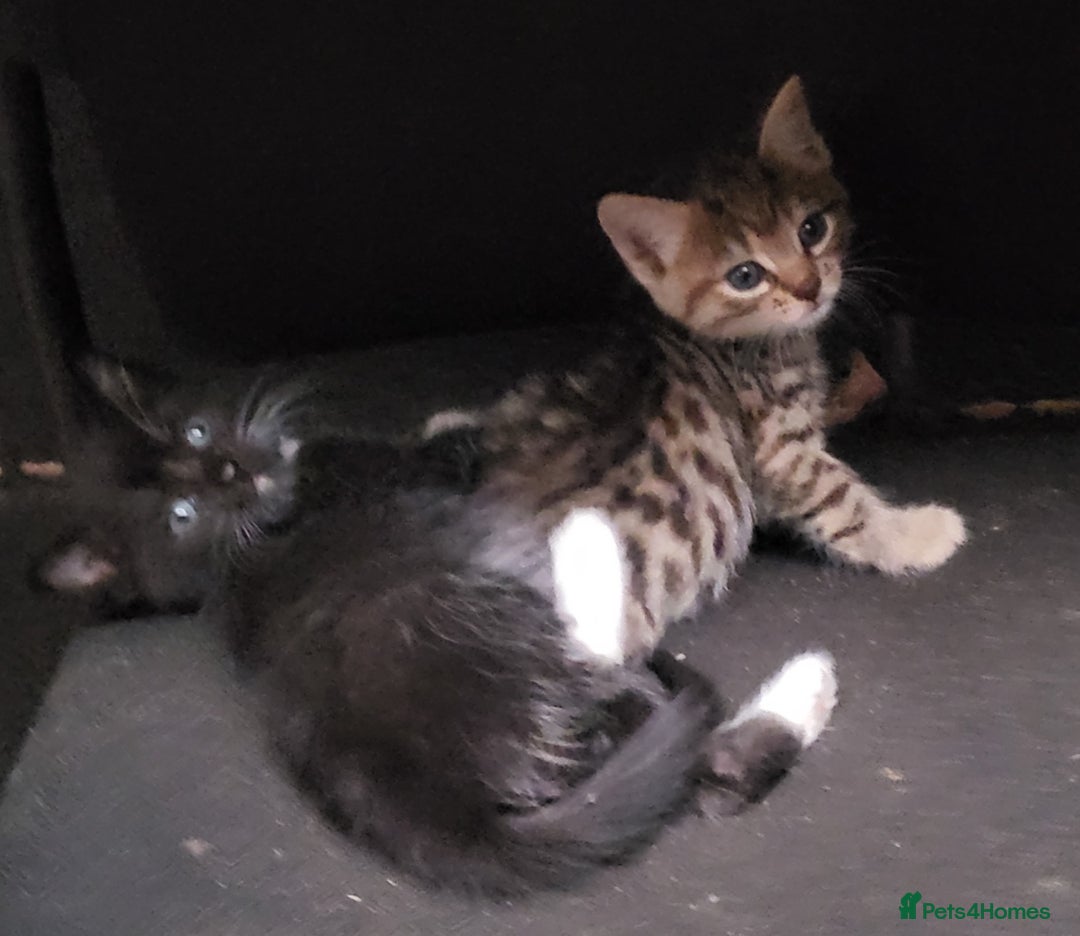 Mixed Breed cats for sale: Beautiful farm kittens  - Image 12