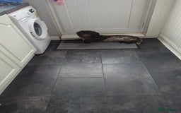 Sproodle dogs for sale: No fault of her own - Image 1