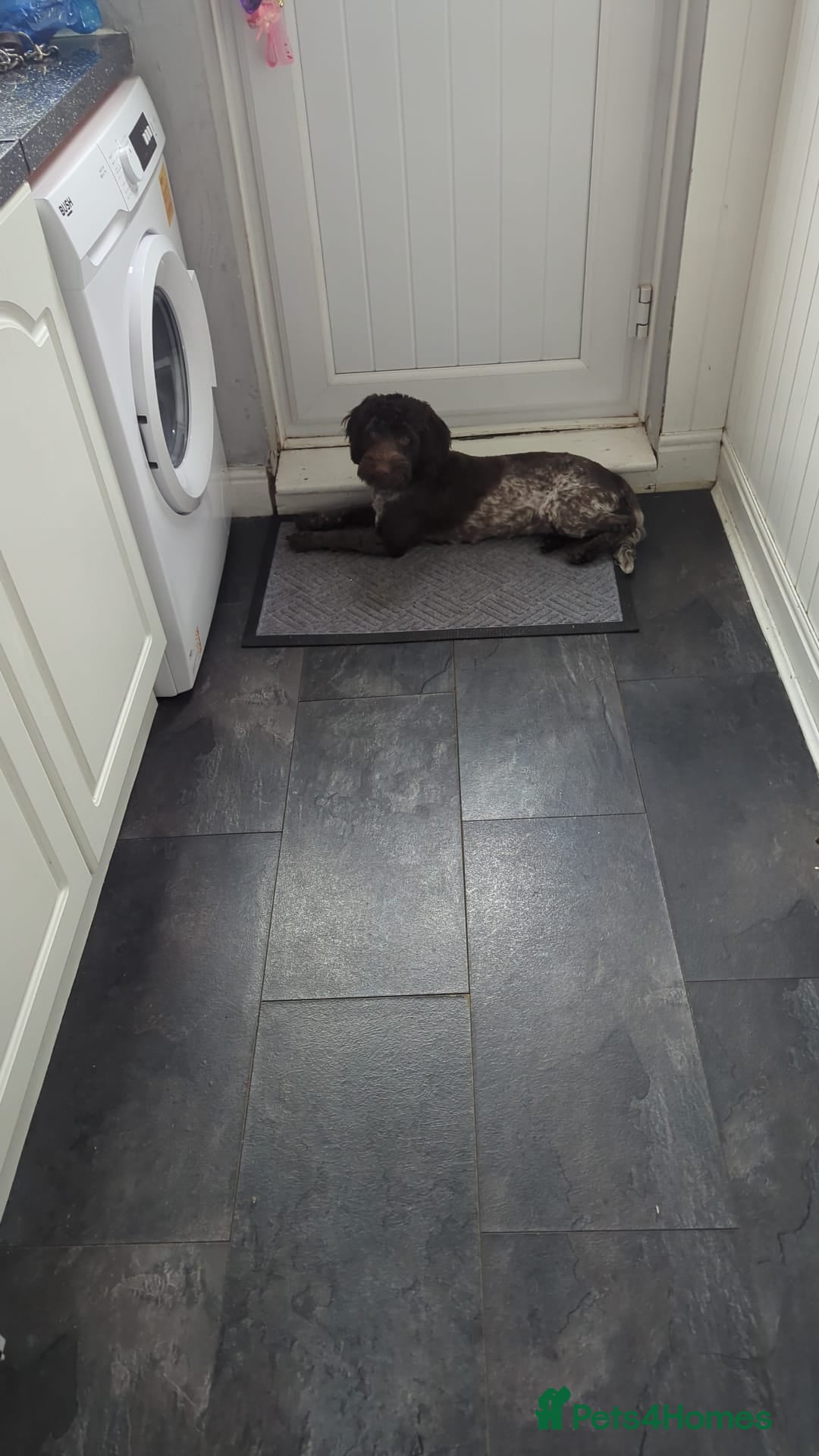 Sproodle dogs for sale: No fault of her own - Image 1