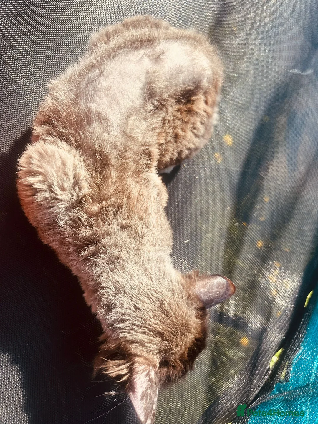 Ragdoll cats for sale: Seal Point Ragdoll male  in Salford - Advert 5