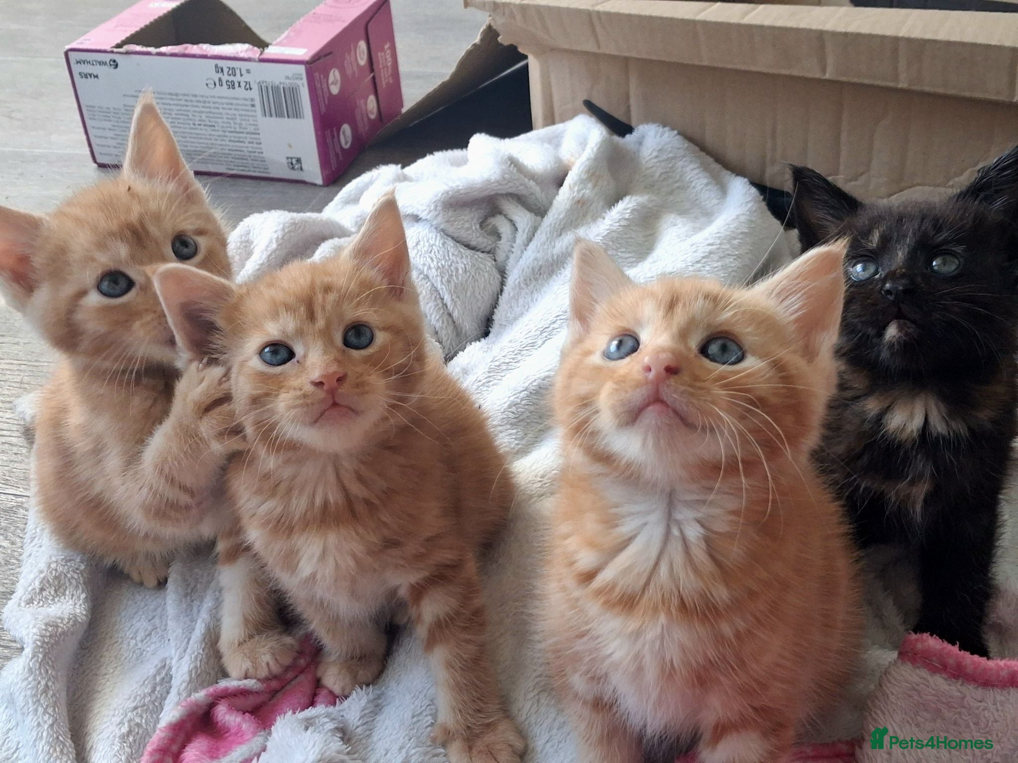 Maine Coon cats 4 purebreed maincoon babies  - Advert 3
