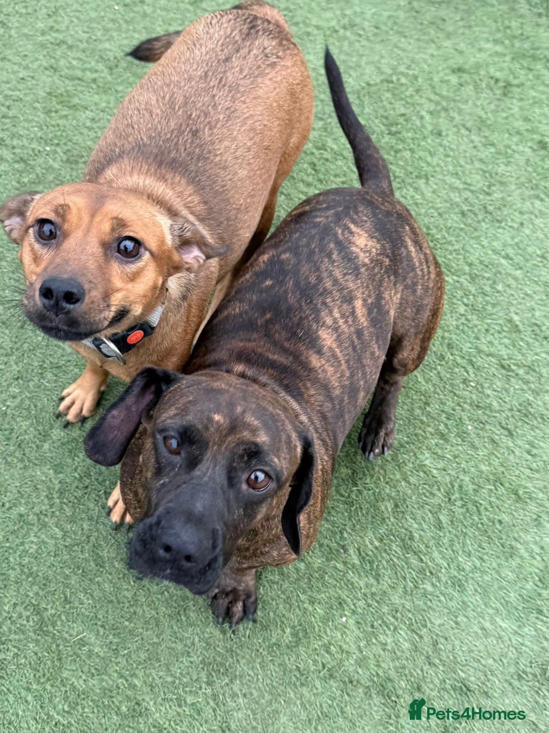 Mixed Breed dogs for adoption: Cutie Mimmi looking for love - Advert 14