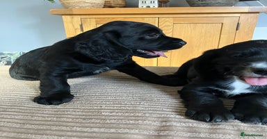 Cocker Spaniel dogs - Advert 14