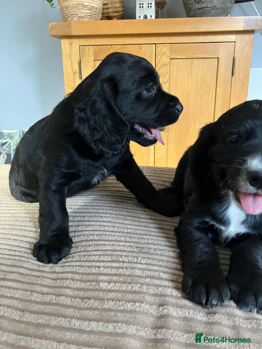 Cocker Spaniel dogs for sale: Working cocker spaniel pups  - Image 2