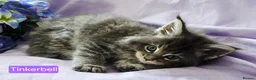 Maine Coon cats for sale: Mainecoons ready now - Advert 14