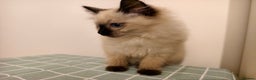 Ragdoll cats for sale: Beautiful Seal Point Ragdoll Kittens – for sale - Advert 10