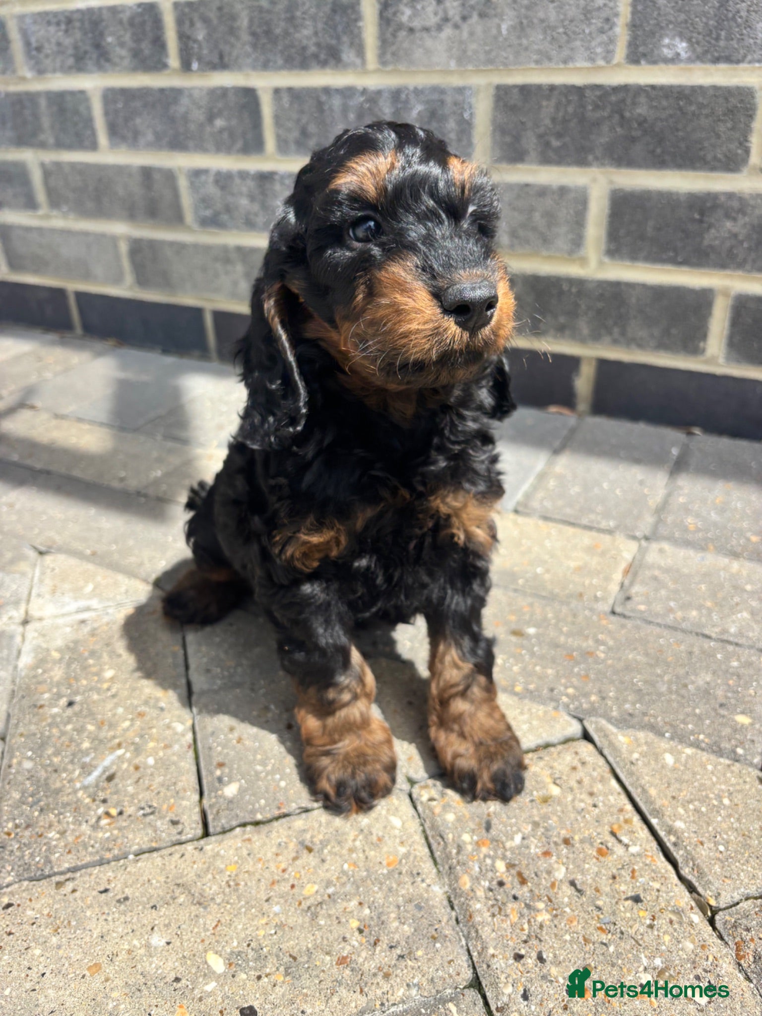 Cockapoo dogs F1 KC PARENTS COCKAPOO PUPPYS READY NOW  - Advert 2