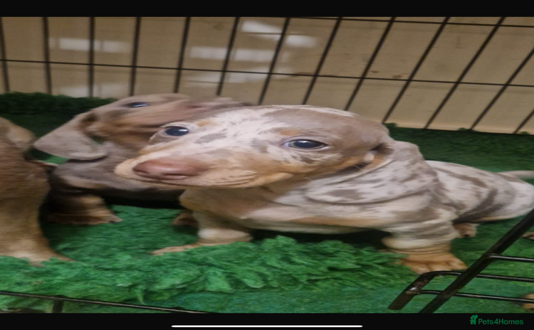 Miniature Dachshund dogs True Miniature Dachshund puppies  - Advert 9