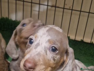 Miniature Dachshund dogs True Miniature Dachshund puppies - Advert 6