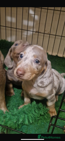 Miniature Dachshund dogs True Miniature Dachshund puppies - Advert 9