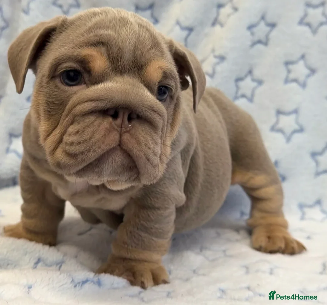 English Bulldog dogs for sale: Stunning kc English bulldog puppies, Ready now!!! - Advert 14