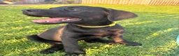 Labrador Retriever dogs for sale: 9 Black Labrador Retrievers   - Advert 2