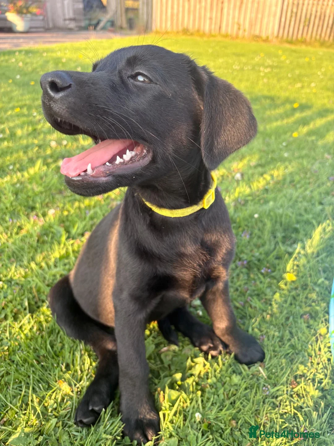 Labrador Retriever dogs for sale: 9 Black Labrador Retrievers   - Advert 2