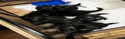 German Shepherd dogs for sale: LAST 3 PUPS READY TO GO NOW - Advert 5
