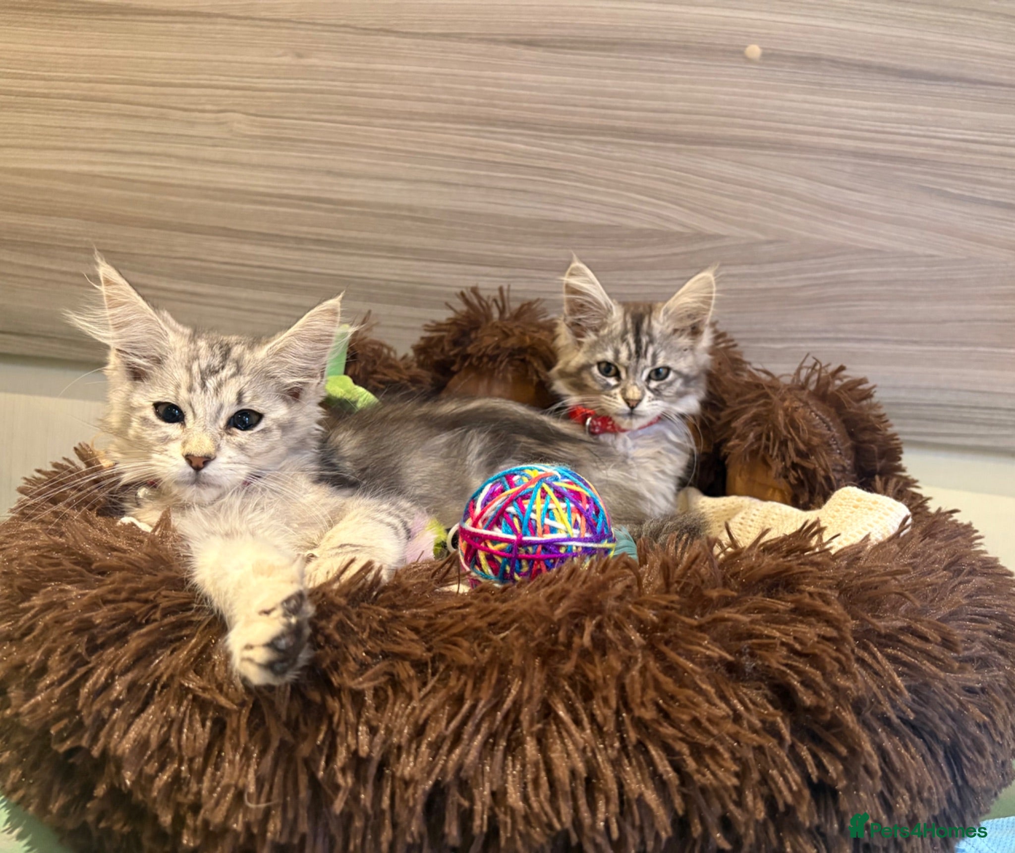 Maine Coon cats Main coon  - Advert 1