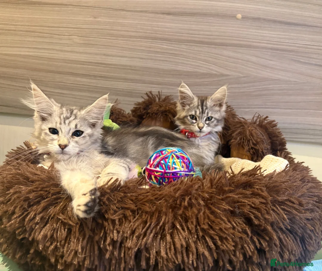 Maine Coon cats for sale: Main coon  in Telford - Advert 1