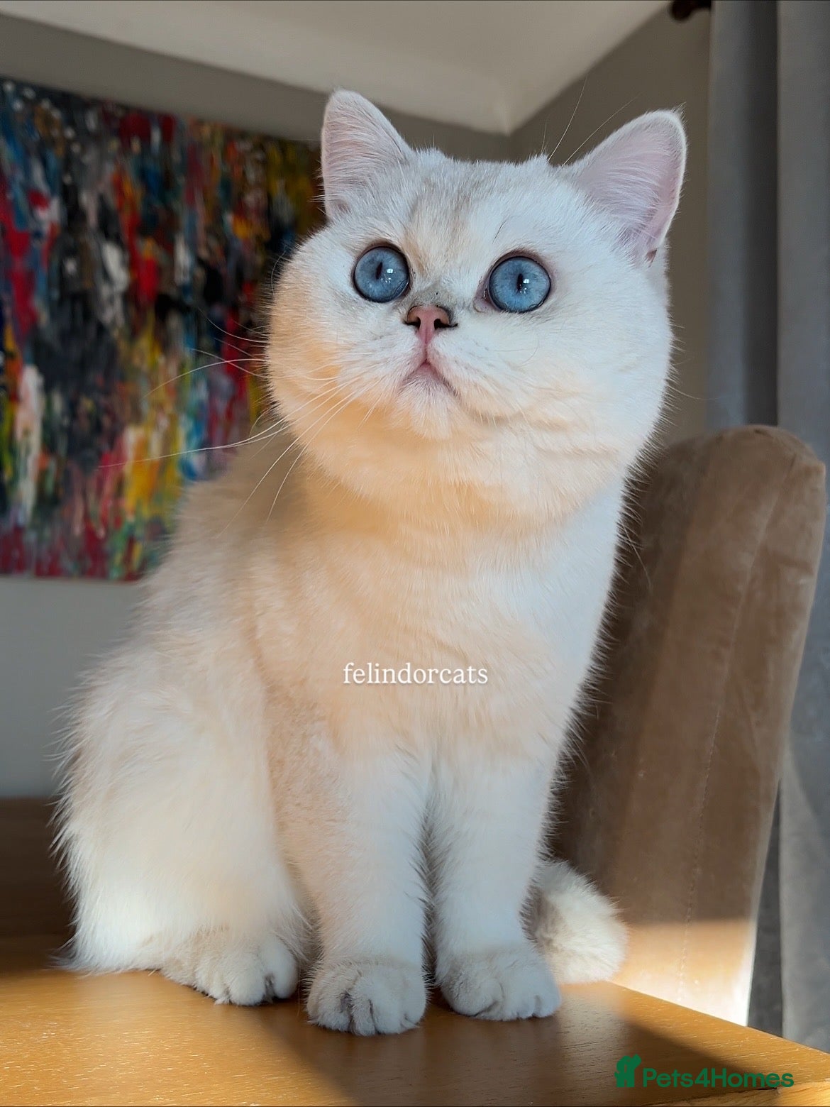 British Shorthair cats Very handsome British shorthair boy - Advert 1