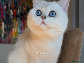 British Shorthair cats Very handsome British shorthair boy - Advert 2