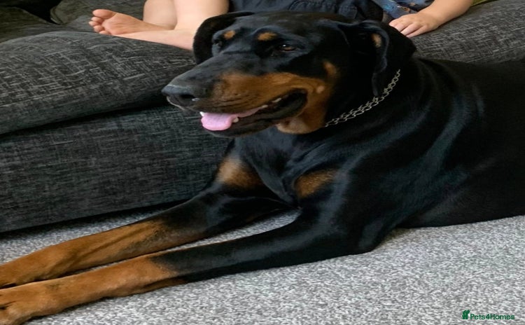 Dobermann dogs - Advert 1