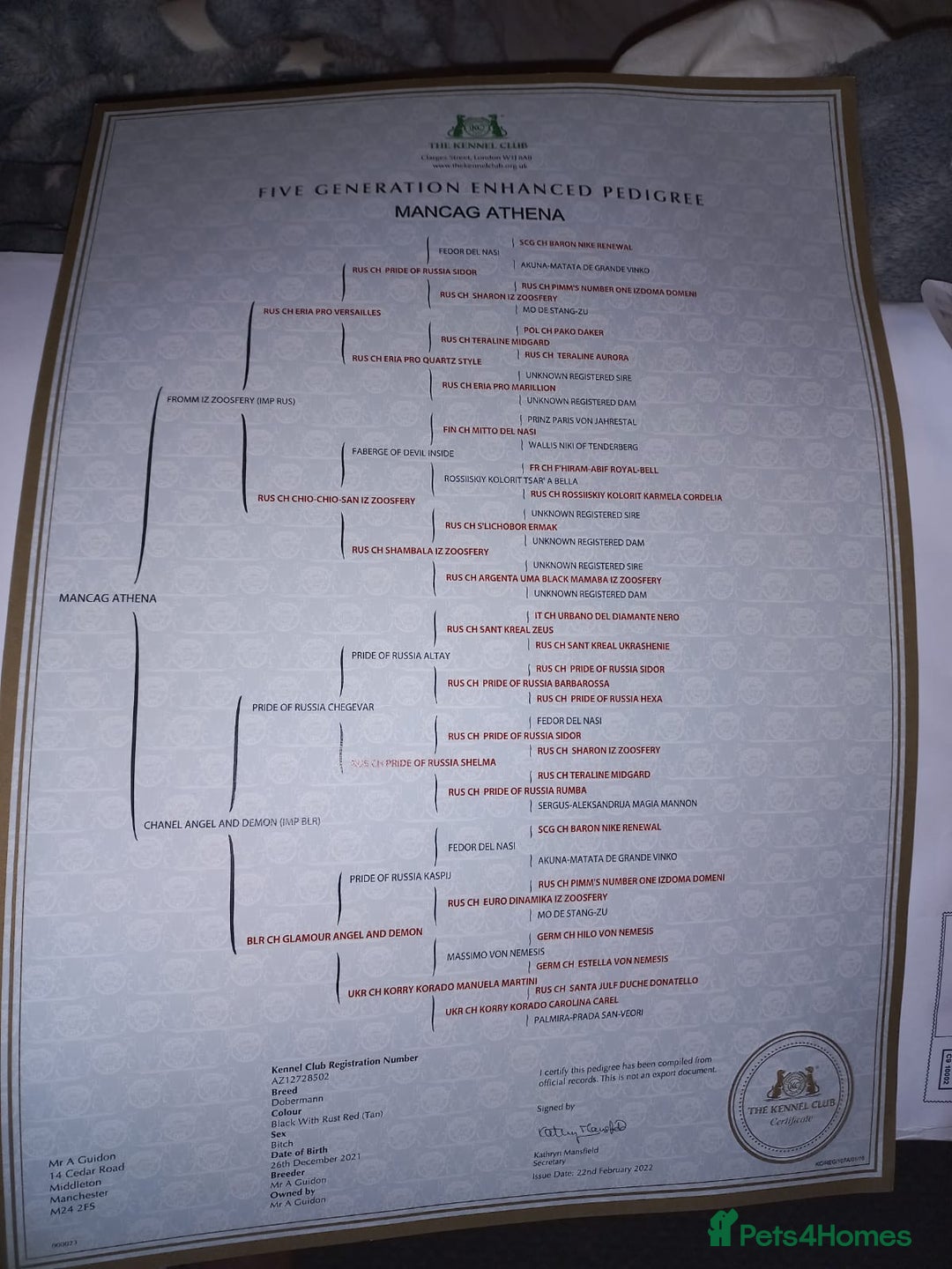 Dobermann dogs for stud: KC registered Black and Red Rust for stud - Advert 2