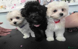 Maltipoo dogs for sale: Tiny korean Maltipoo’s - Image 4