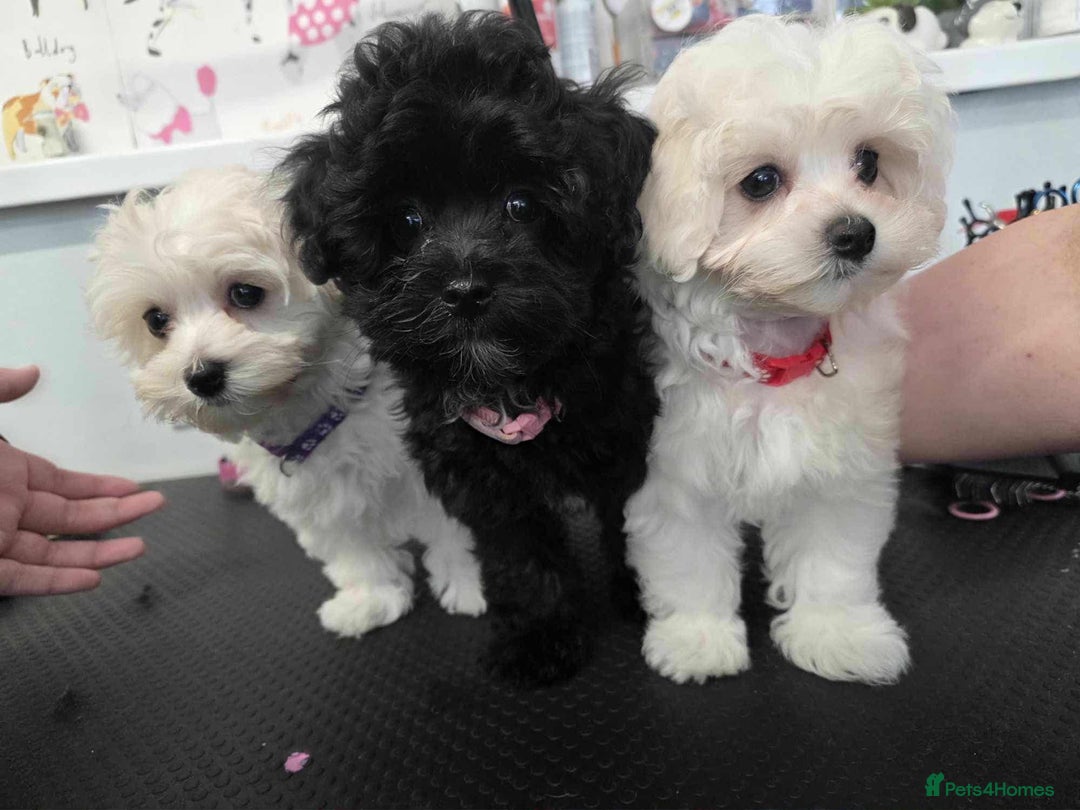 Maltipoo dogs for sale: Tiny korean Maltipoo’s - Image 4