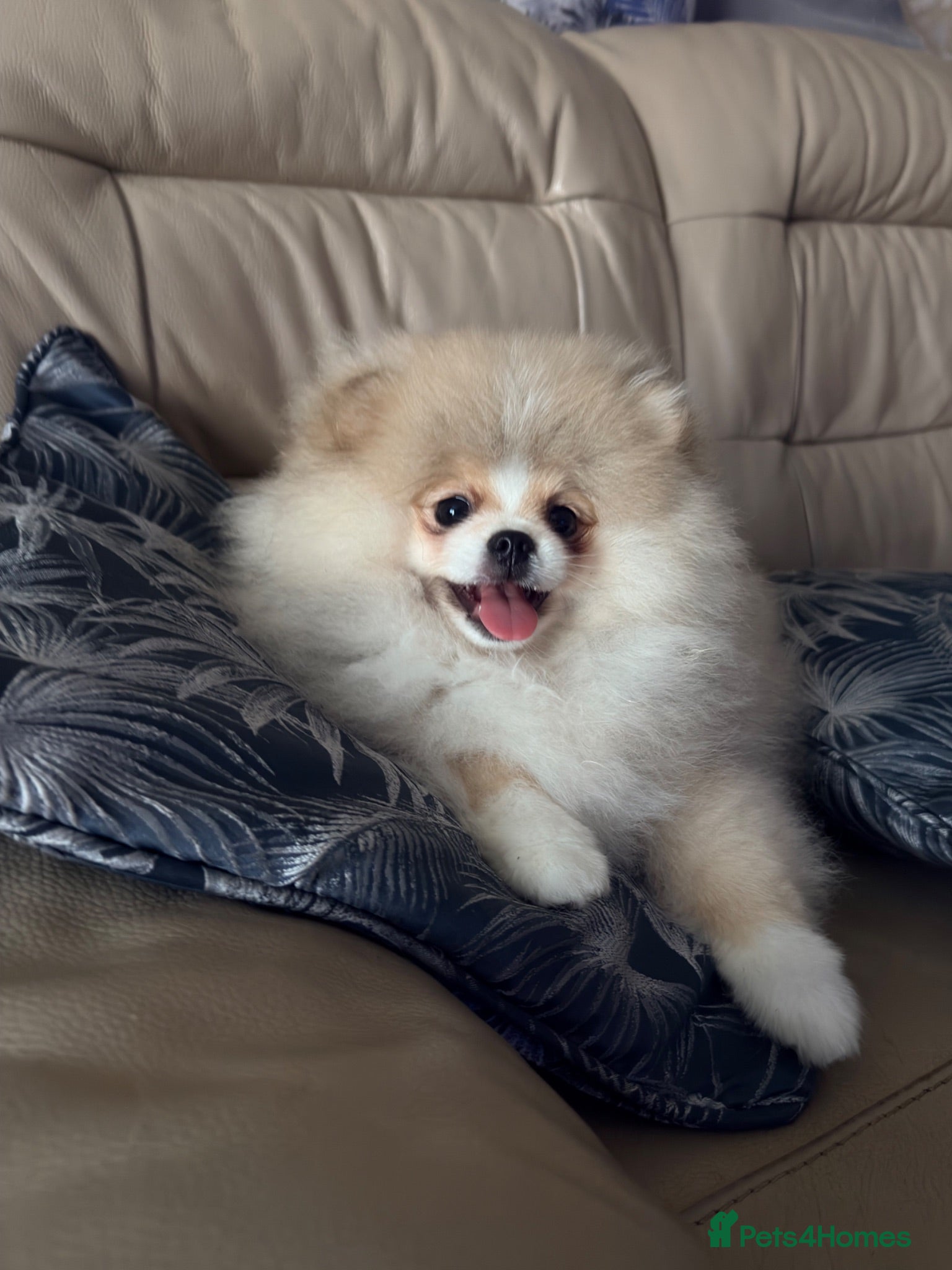 Pomeranian dogs Stunning Teddy Bear,KC Registered,Fluffy & Loving  - Advert 5