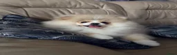 Pomeranian dogs for sale: KC Registered, Teddy bear Pom,Fluffy & Loving  - Advert 2