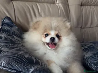 Pomeranian dogs Stunning Teddy Bear,KC Registered,Fluffy & Loving - Advert 5