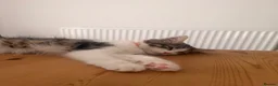 Mixed Breed cats for sale: Beautiful Girl kitten for sale  in Crewe - Advert 5